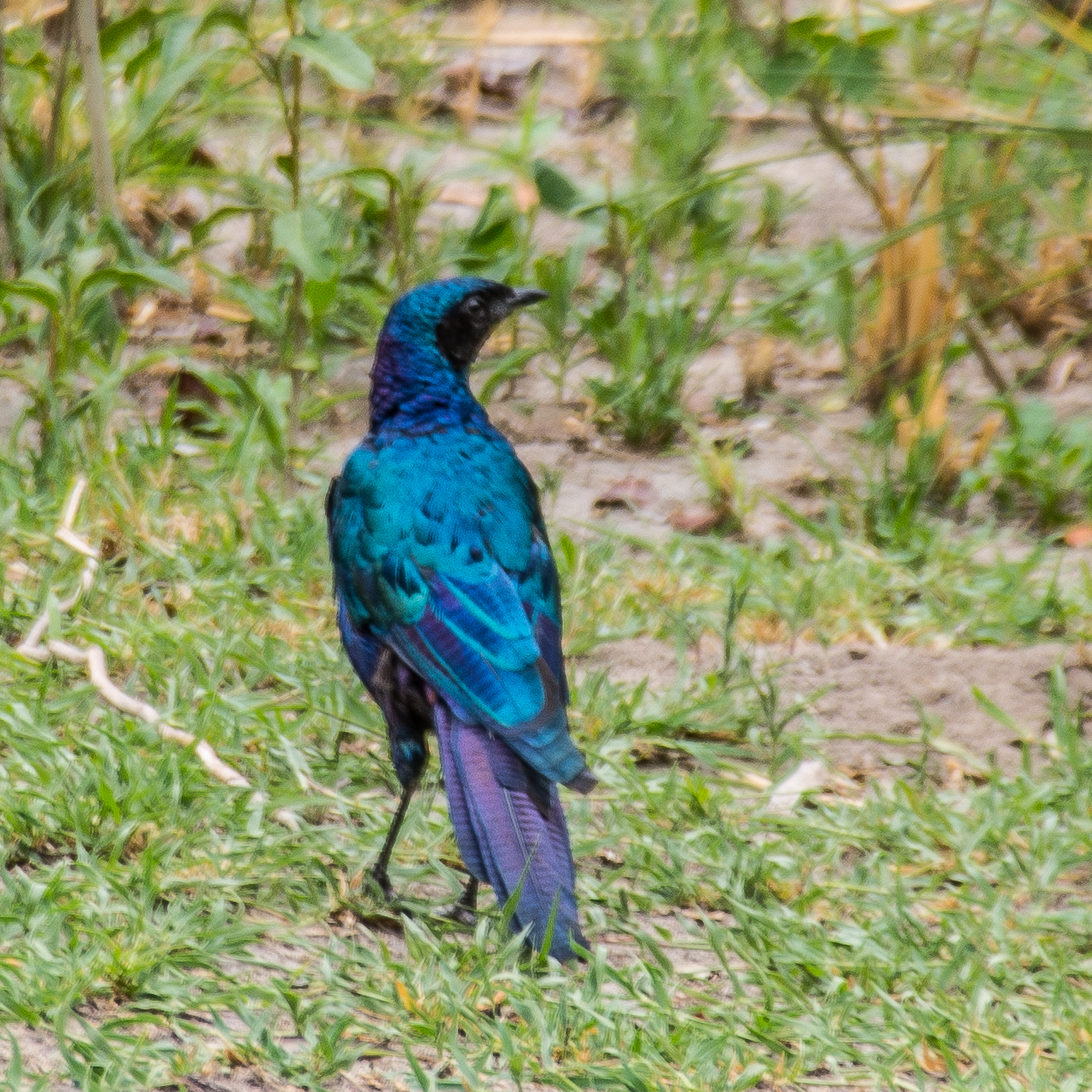 Choucador de Meves adulte (Meves' starling, Lamprotornis mevesii), Namutoni, Parc National d'Etosha, Namibie. 